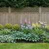 Shady Garden Border