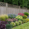 Evergreen Border