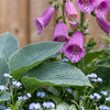 Shady Garden Border