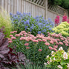 Evergreen Border