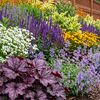 Sunny Pet Friendly border