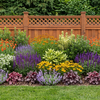 Sunny Pet Friendly border