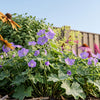Cottage Garden Border