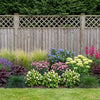 Evergreen Border