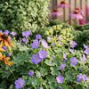 Cottage Garden Border